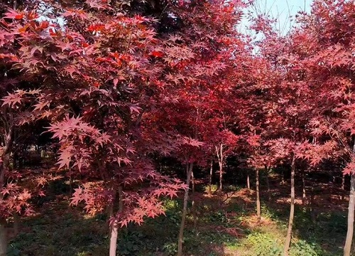 红枫树耐寒多少度